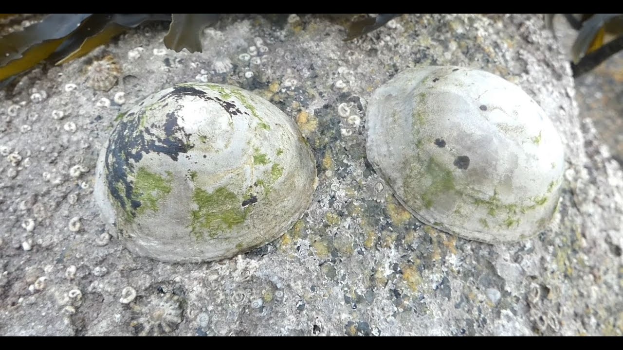 Common limpet - Patelle commune (Patella vulgata)