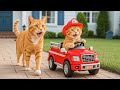 Mama Cat Helps Ginger Kitten Train As A Firefighter Heartwarming Story 