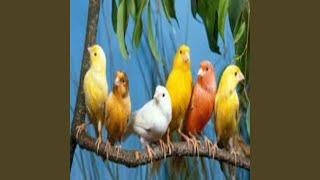 Download Lagu Canary Birds Download Lagu Canary Birds