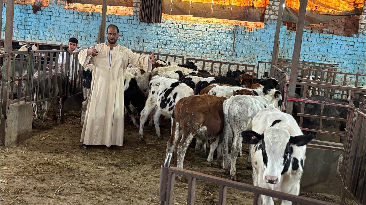 ‏ابتداءا من 12,000 استثمر شبة جاموس ذكر أو نتاية التواصل مع الحاج حمادة￼01091804998//01022537846