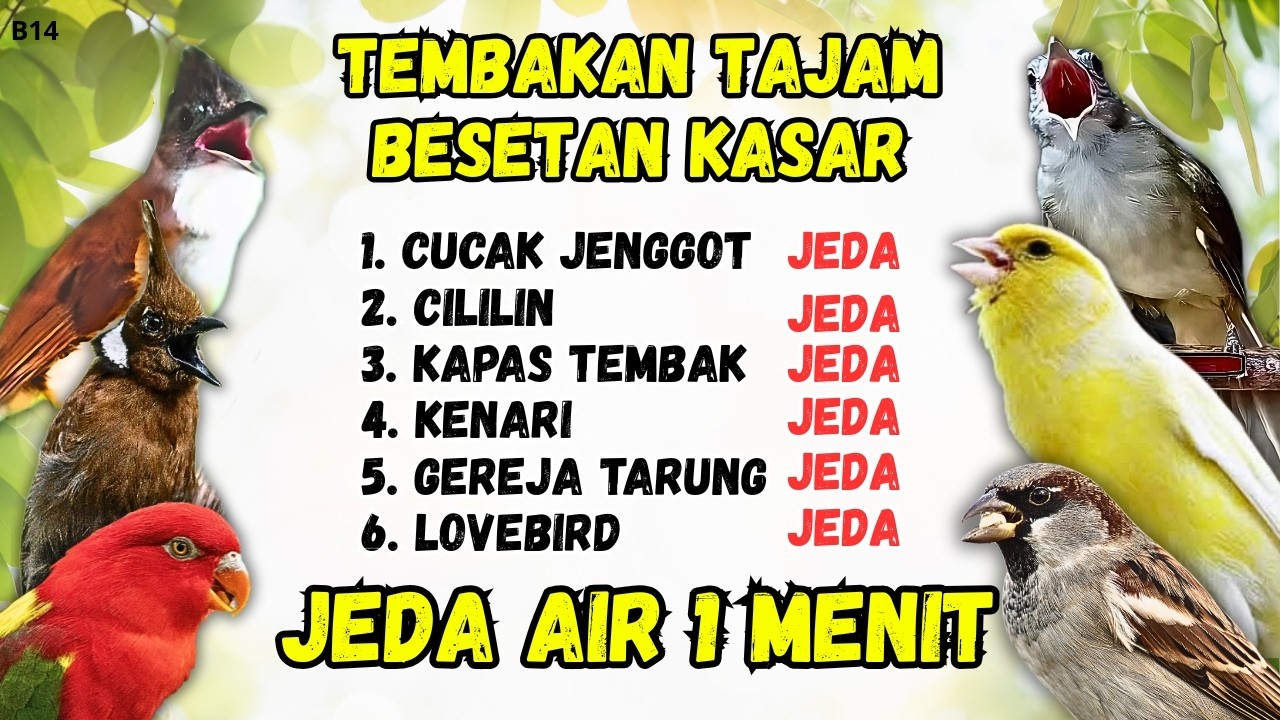 🔴 MUDAH MASUK! DONGKRAK TEMBAKAN MEMATIKAN + JEDA AIR ‼️ MASTERAN ISIAN MURAI BATU GACOR