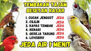 🔴 MUDAH MASUK! DONGKRAK TEMBAKAN MEMATIKAN   JEDA AIR ‼️ MASTERAN ISIAN MURAI BATU GACOR