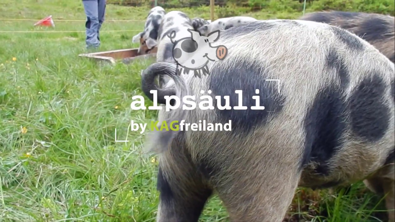 KAGfreiland Alpsäuli auf der Weide