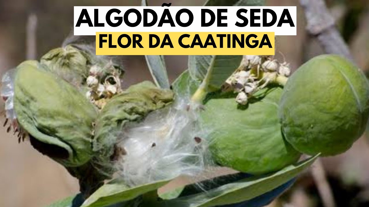 Algodão de Seda - Rosa Seda - YouTube