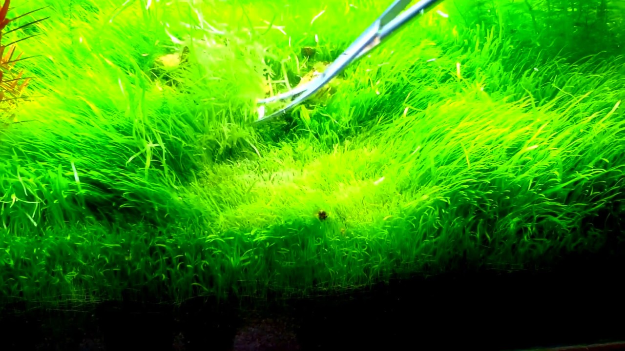 Utricularia graminifolia trimming - TF Tropicalfish