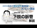 zoom解剖学 day26(2) 循環器系 - 下肢の脈管 解説