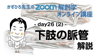 zoom解剖学 day26(2) 循環器系 - 下肢の脈管 解説