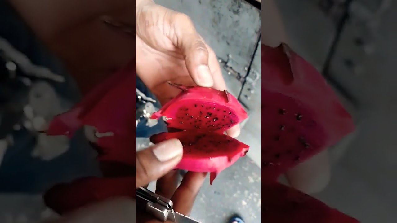 Trinidad local wild red dragon fruit