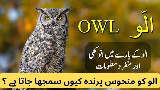🦉 Exploring the Enigmatic World of Owls | Facts about Ullu