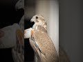 ماله أشباه على مر الزمان تصميمي صقور   بسم الله الرحمن الرحيم