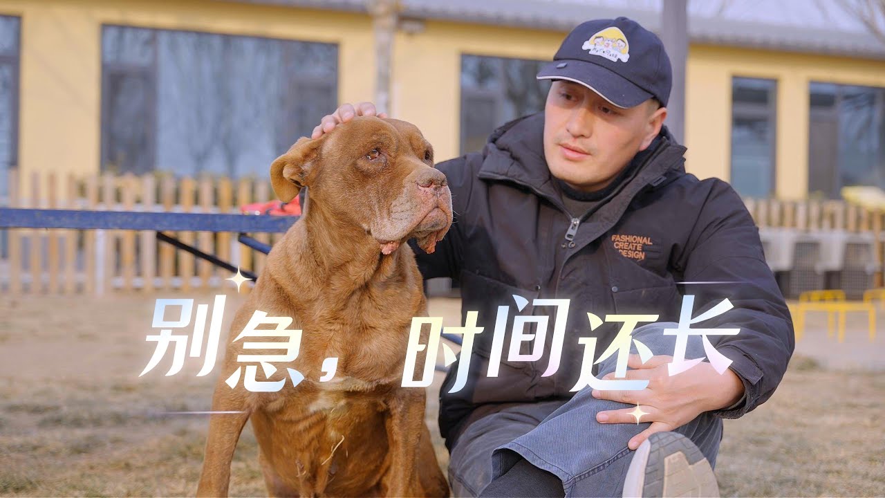 暮年的狗狗会不会思念已故的主人\Will an elderly dog miss its deceased owner - YouTube