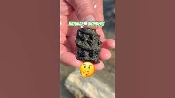Fossil Surprise💫”Sea Dragon,”Backbones!  🤔#fossilhunting#beachfinds#rockhounding