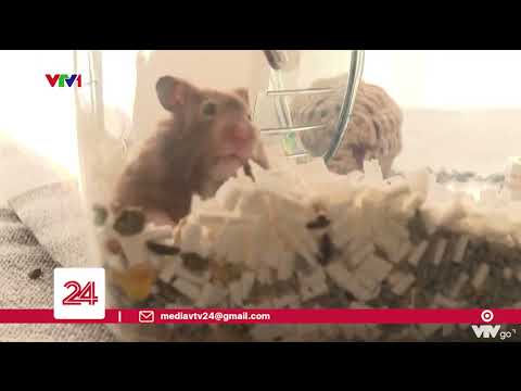 Mối liên hệ giữa thân nhiệt và tuổi thọ