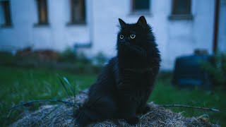 When Night Falls... Black Norwegian Forest Cat