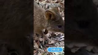 クオッカのパイン #shorts