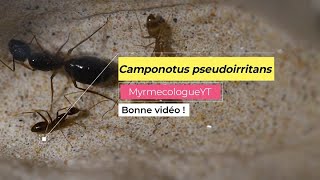 CAMPONOTUS PSEUDOIRRITANS + NOUVELLE QUALITE [HD\/Fr] MyrmécologueYT