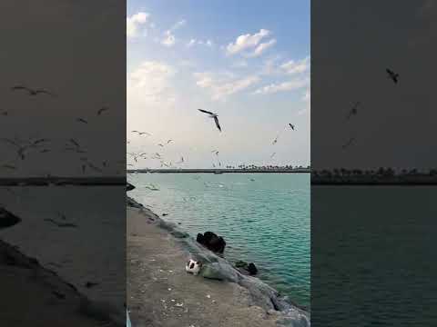 Breakwaters/ Abu Dhabi