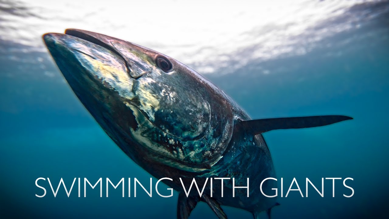 Swimming with Giant Bluefin Tuna - Incredible Footage  
