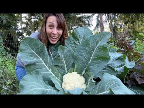 My first CAULIFLOWER!!!!!!