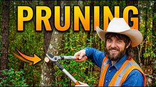 Pruning (Chapter 8) - ISA Arborist Study Guide | Tree Talk