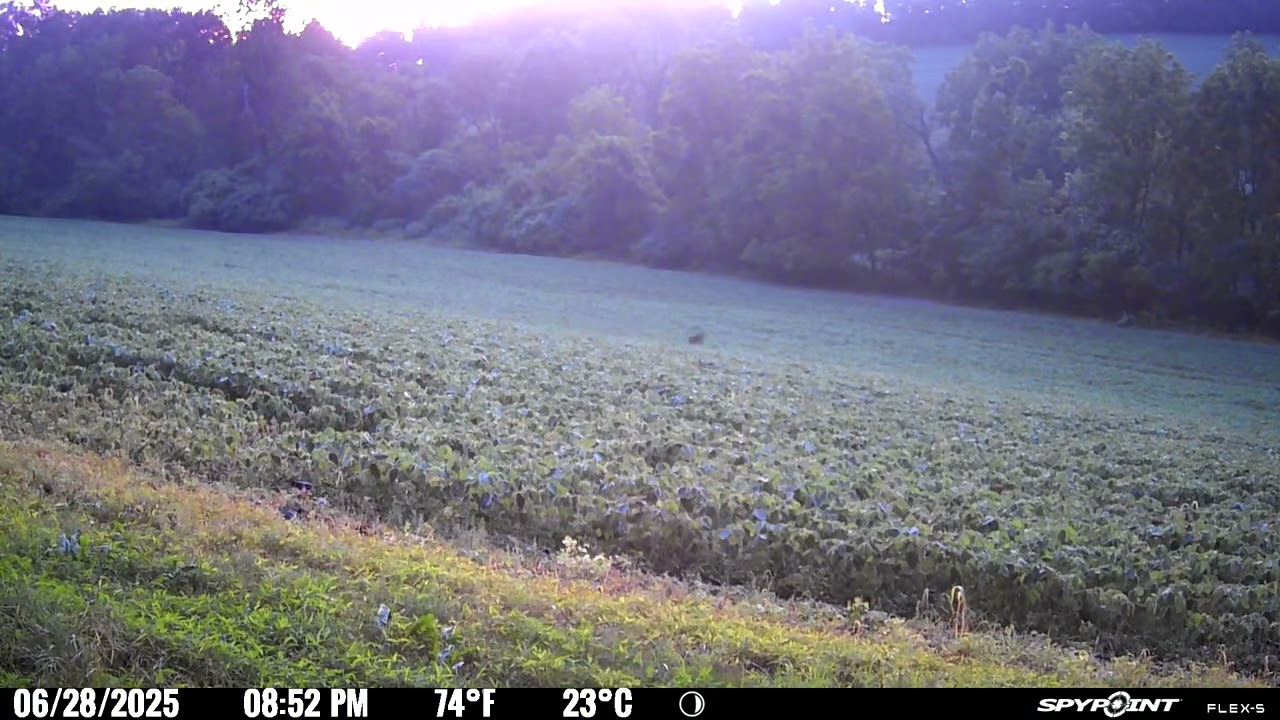 Coyotes Chasing Tail Part I