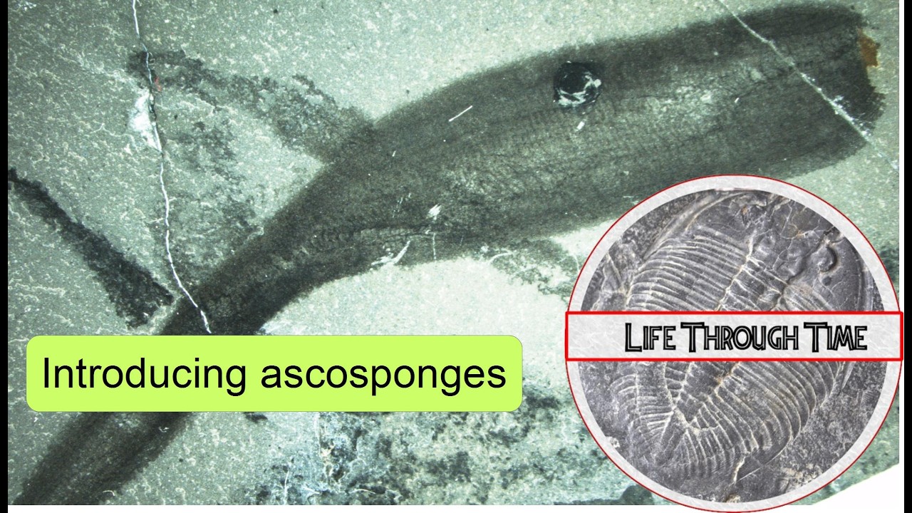 The Ascospongiae: a new (old) fifth class of sponges