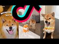 The Most Crazy Shiba Inu TikTok Compilation | Dogs Of TikTok
