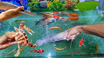 Thả các loại cá săn mồi, cá koi, cá trê, cá sấu, sinh vật biển,... vào hồ cá sân bóng