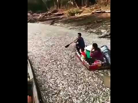 Viral Video : Banyak ikan yang mati diduga berada di Kapuas Hulu