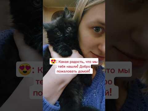 Наша история с Пряником 🐈 #cat #catvideos #catlover #kitten #kitty #animals #cutecat #funnycat #кот