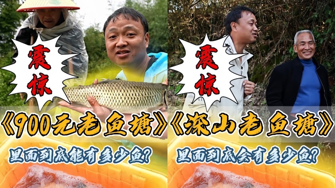 大表哥花800元包下83岁老爷爷的鱼塘，最后被爷爷感动哭了！｜花2900元盘下深山老鱼塘，抽干水里面到底会有多少鱼？