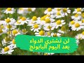 سبحان الله هل تعلم فوائد  chamomile البابونج