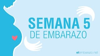 Semana  5 de embarazo | 5 semanas de embarazo | El embarazo semana a semana