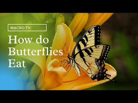 How Do Butterflies Eat.