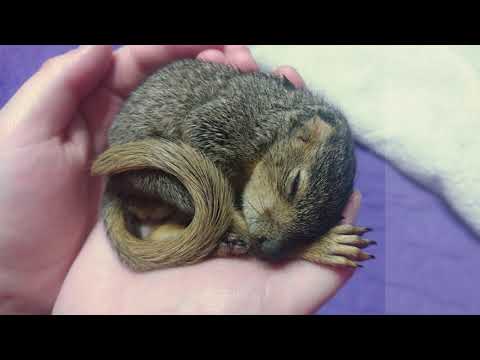 What to do if you find a Baby Squirrel