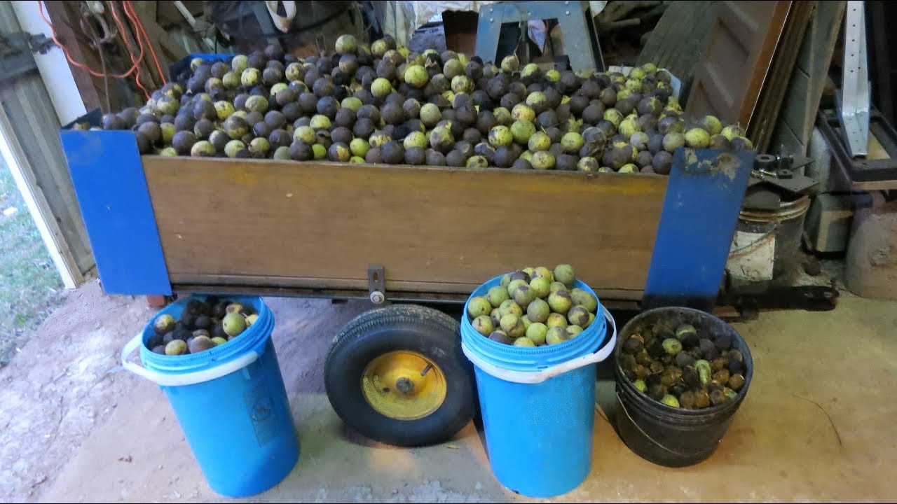 Black walnut video 2017 was a very good year for walnuts. YouTube