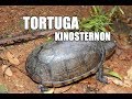 Tortuga Kinosternon