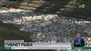 Около 100 тонн рыбы погибло в Алматинской области