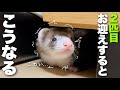 赤ちゃんをお迎えしたら先住フェレットはこうなる。