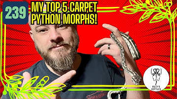 The 5 Most Beautiful Carpet Python Morphs