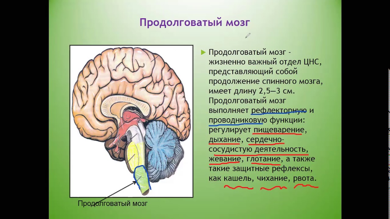Головной мозг урок 8 класс