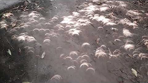 AMAZING SOLAR ECLIPSE SHADOW UNDER A TREE