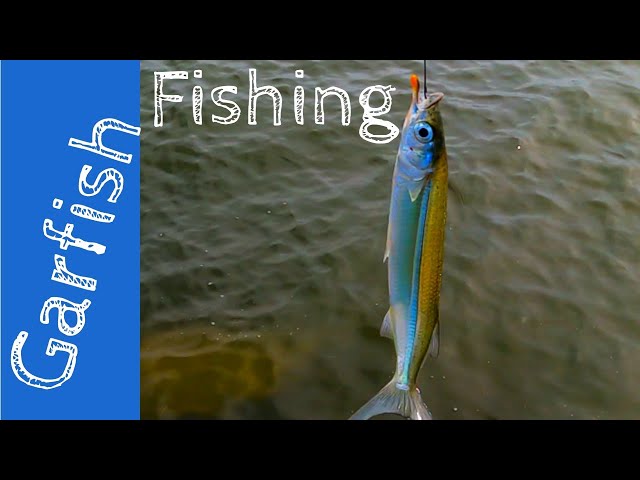 How to catch Garfish using the worlds cheapest bait 