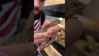 Catching baby Egernia in their enclosure #reptiles