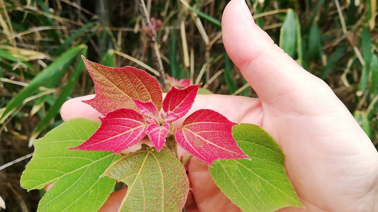 Nature vlog #38] Japanese Red Maple - Red young leaves - - YouTube