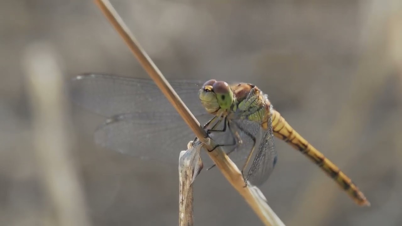Meadowhawks · Сжатобрюхи, Genus Sympetrum
