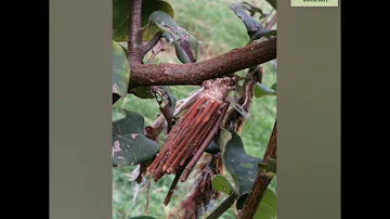 unique living creature Bagworm