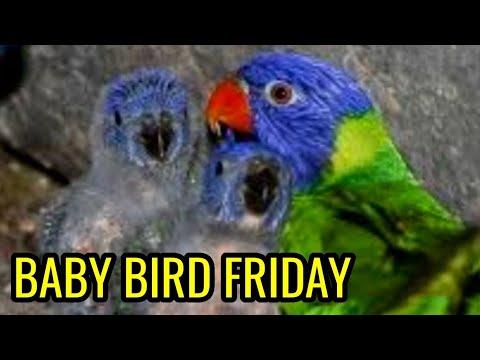 HANDFEEDING BABY LORIKEETS - Scaley Breasted, Rainbow, Edward's Marigold, Blue Ringneck, Cockatiel