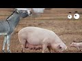 When The Donkey Enters The Pig S World When The Donkey Enters The Pig S World