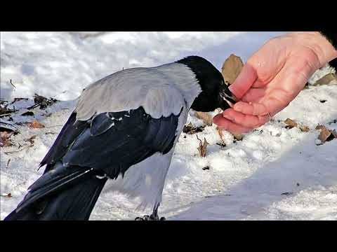 О старце Николае Гурьянове.
